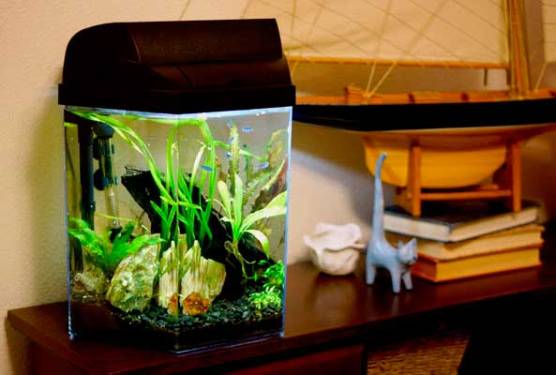 aquario-em-casa_5