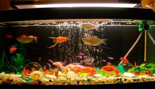 aquario-em-casa_7