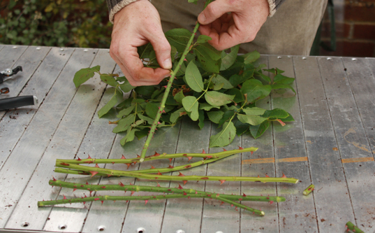 plantando flor na batata