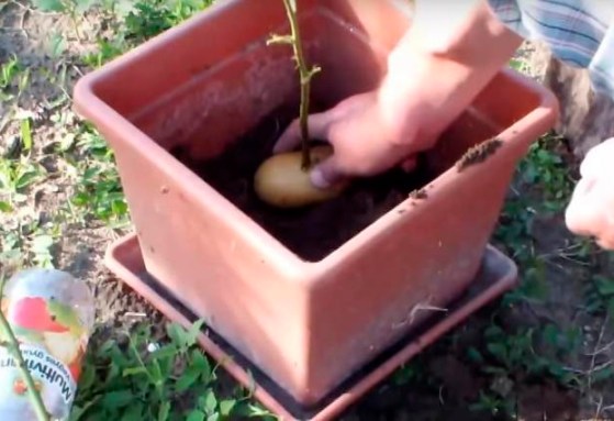 plantar rosas na batata.jpg